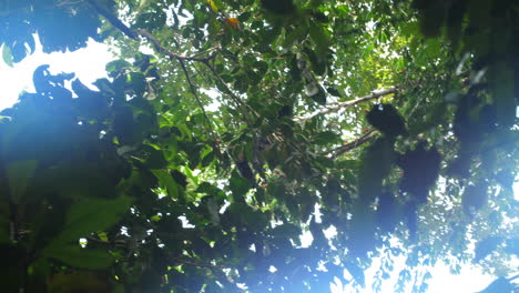 Mono-Araña-De-Cara-Roja-Salvaje-(ateles-Paniscus)-Selva-Tropical-De-La-Guayana-Francesa